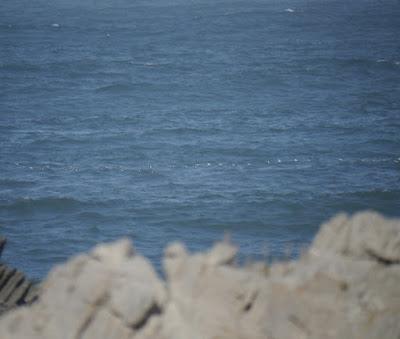 Movimiento de álcidos, vídeos