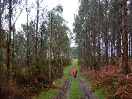 Camino inglés. Etapa 2. De Segurde-Carral a Bruma
