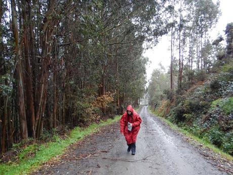 Camino inglés. Etapa 2. De Segurde-Carral a Bruma
