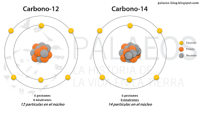 Carbono 14 ¿cómo funciona?