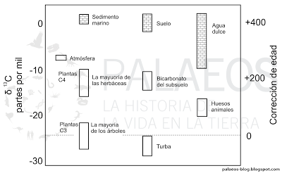 Carbono 14 ¿cómo funciona?