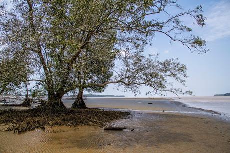 Mira hacia arriba y verás (los manglares más altos del mundo)