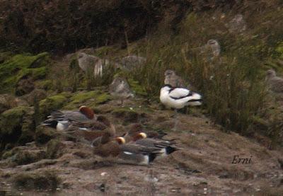 PINZÓN REAL (Fringilla montifringilla)