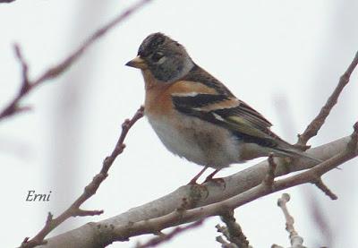 PINZÓN REAL (Fringilla montifringilla)