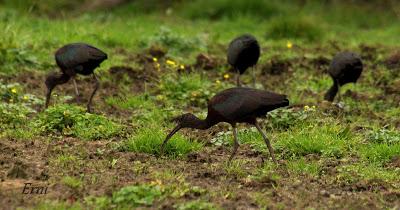 PINZÓN REAL (Fringilla montifringilla)