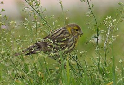 PINZÓN REAL (Fringilla montifringilla)