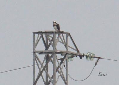 PINZÓN REAL (Fringilla montifringilla)