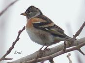 PINZÓN REAL (Fringilla montifringilla)