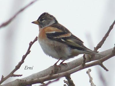 PINZÓN REAL (Fringilla montifringilla)