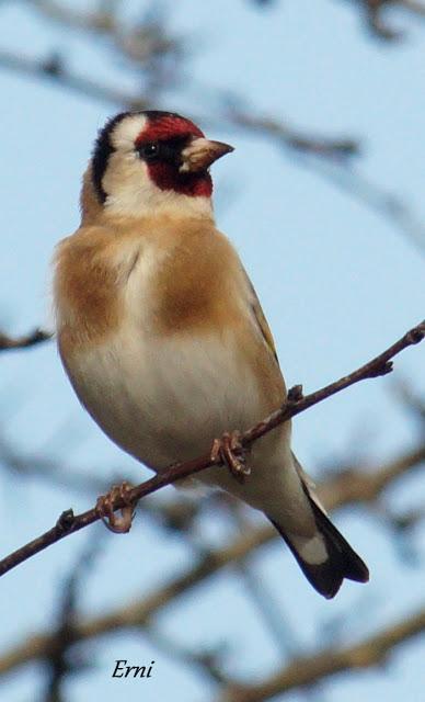 PINZÓN REAL (Fringilla montifringilla)