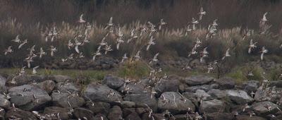 PINZÓN REAL (Fringilla montifringilla)