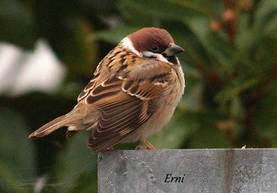 PINZÓN REAL (Fringilla montifringilla)