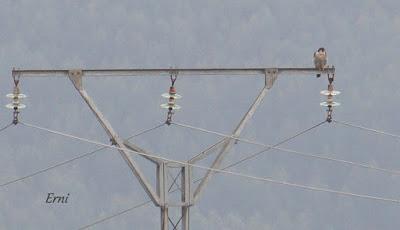 PINZÓN REAL (Fringilla montifringilla)