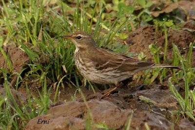 PINZÓN REAL (Fringilla montifringilla)