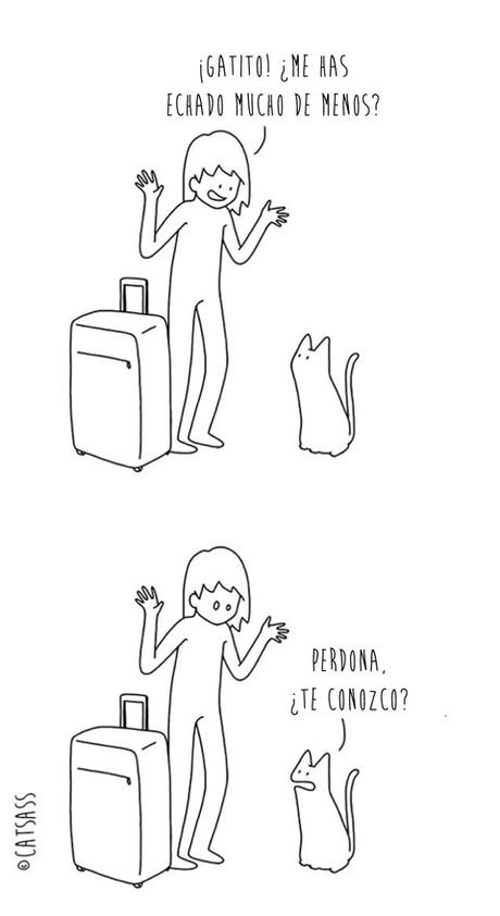 14 viñetas que ponen de manifiesto el verdadero pensamiento de los Gatos 5