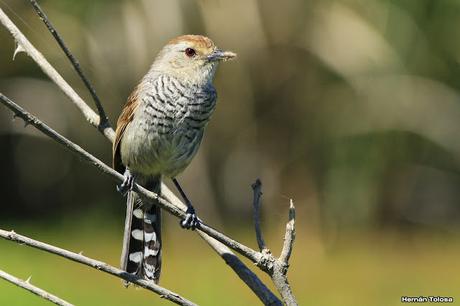 Choca corona rojiza (Thamnophilus ruficapillus)