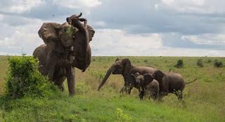 Un elefante lanza a un búfalo de 500 kg por los aires