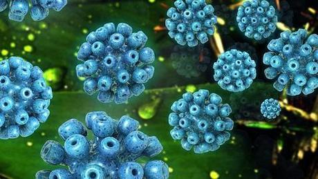 El virus de la hepatitis C, fármaco contra otros virus