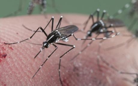 El virus de la hepatitis C, fármaco contra otros virus