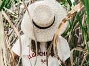 Sugar cane fields