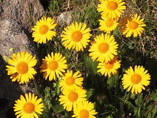 arnica montana