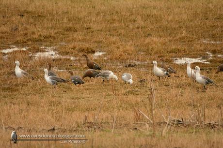 Cauquén común (Upland Goose) Chloephaga picta