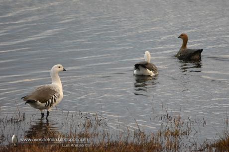 Cauquén común (Upland Goose) Chloephaga picta