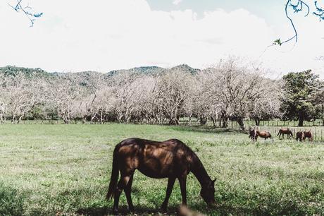 YS_FALLS-Jamaica-Peony_Swimwear-Lack_Of_Colors_Hat-Straw_Hat-Swimwear_Bikini-Outfit-82