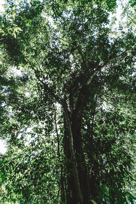 YS_FALLS-Jamaica-Peony_Swimwear-Lack_Of_Colors_Hat-Straw_Hat-Swimwear_Bikini-Outfit-86