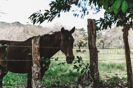 YS_FALLS-Jamaica-Peony_Swimwear-Lack_Of_Colors_Hat-Straw_Hat-Swimwear_Bikini-Outfit-79