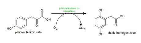 p-hidroxifenilpiruvato dioxigenasa