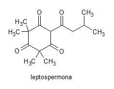 leptospermona
