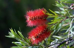 Callistemon_citrinus