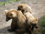 Biología: Osos hibernan.