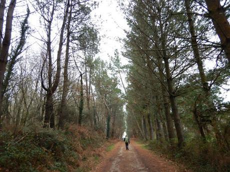 Camino inglés. Etapa 3. De Bruma a Sigüeiro