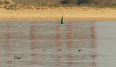 BENDITA LOCURA ABULENSE