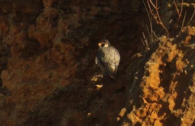 BENDITA LOCURA ABULENSE