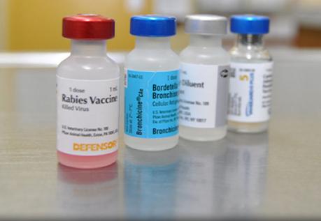 qué-vacunas-necesita-un-gato2