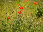 alegría amapolas