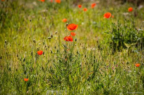 La alegría de las amapolas