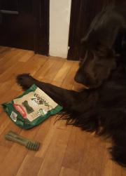 Mascoticlub Enero 2016 greeniues