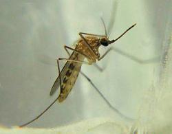 mosquito-comun-cincodays