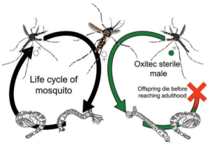 Oxitec mosquito
