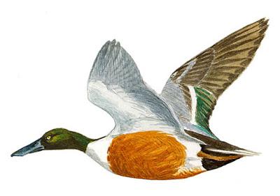 Itinerario ornitológico por el día de los humedales Itinerario ornitológico por el día de los humedales