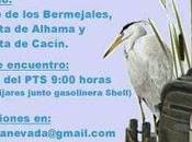 Itinerario ornitológico humedales