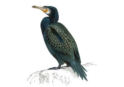 Itinerario ornitológico por el día de los humedales Itinerario ornitológico por el día de los humedales