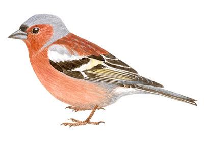 Itinerario ornitológico por el día de los humedales Itinerario ornitológico por el día de los humedales