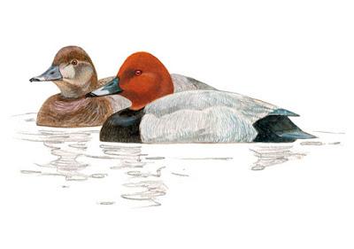 Itinerario ornitológico por el día de los humedales Itinerario ornitológico por el día de los humedales