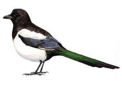 Itinerario ornitológico por el día de los humedales Itinerario ornitológico por el día de los humedales