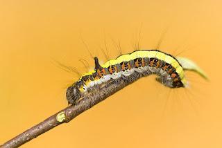 para ampliar Acronicta (Triaena) psi (Daga gris) Linnaeus, 1758 hacer clic